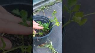 Cilantro Seed 🌱 Timing Uses ☀️