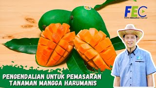 PENGENDALIAN UNTUK PEMASARAN TANAMAN MANGGA HARUMANIS