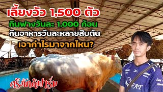 วัว 1,500 ตัว กินฟางวันละ 1000 ก้อน กินอาหารวันละหลายสิบตัน เอากำไรมาจากไหน