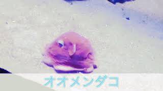 息子制作 生き物動画「オオメンダコ」