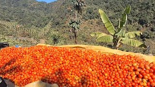 Tomato Chhemai tur.zoram kalsiam Channel neitupa Pu Ṭawma'n min zawrh pui.