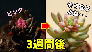 噂の多肉植物のその後、事実をお見せします【観葉植物】