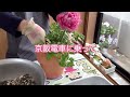 アネモネアンアリス＊植え付け＊用土作り＊夏越し方法（球根堀り上げ）＊栽培記録【ベランダガーデニング】【半日陰】 16