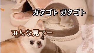 ベッドの中で謎の動きをする妹犬と冷静な兄犬。