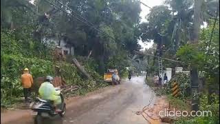 കല്ലാച്ചി വാണിമ്മേൽ റോഡിൽ വൻ മരവും തെങ്ങുകളും കടപുഴകി വീണു ഗതാഗതം തടസ്സപ്പെട്ടു