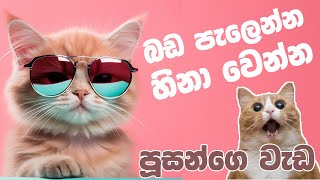 හිනා වෙන්න පූසන්ගෙ වැඩ ටිකක් Cats funny video#cat #funny #catfunny #wishwamaga #trending