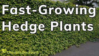 9 Fastest Growing Hedge Plants in Australia