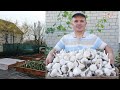 how to feed winter garlic in the spring. first feeding.