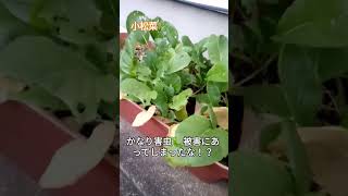 プランター栽培小松菜🌿 #shorts_ #葉物野菜 #kitchengarden #shortsyoutube #shortsfeed #家庭菜園初心者 #プランター菜園 #小松菜