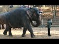 elephant show at dehiwala zoo