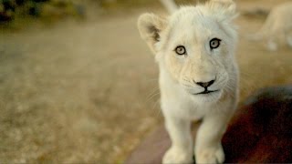 Watch two baby lions and rhinos on an epic journey