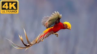 The 10 most beautiful birds in the world will  amaze you at first sight (4k quality)