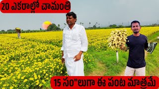 చెమంతి పూల సాగు . బెస్ట్ టిప్స్ మరియు లక్షల్లో ఆదాయం