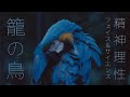 Faith & Science - 籠の鳥 (Kago no Tori) | Lyric Video