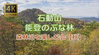 “石動山”能登のぶな林 森林浴を楽しむ会【秋】in 4K