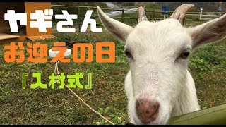 【やさしいヤギの飼い方】子ヤギお迎え　編