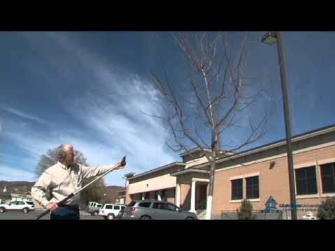 How To Prune Ornamental Trees Youtube