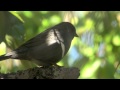 野鳥撮影・ クロジ　grey bunting