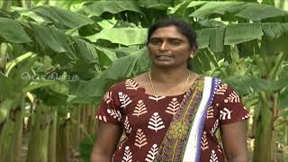 Pon Vilaiyum Bhoomi (12/11/2018) (மாத்தியோசிச்சேங்க ) Nendran Banana Cultivation