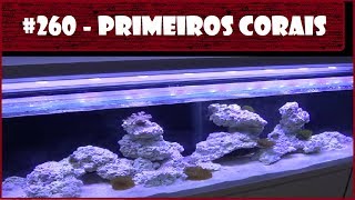 INSERINDO OS PRIMEIROS CORAIS NO AQUÁRIO BIG REEF DE 1,5M