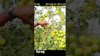 ఈ రేగు పండు రుచి, దిగుబడి భేష్ || Best Variety Kashmiri Golden Apple Ber ||  Karshaka Mitra #shorts