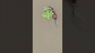 Muskrat at the Farm #country #muskrat