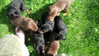 Doberman Puppies