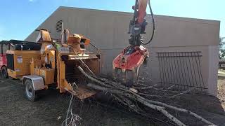 Saving a building from a tree