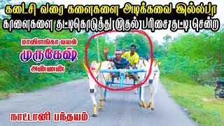 புதுக்கோட்டை(மா) நாட்டானி சூர்யா குடும்பத்தினர்களால்  பயிற்ச்சி பந்தயம்||22/12/2020/Nadani Panthayam