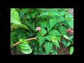 hendirikka mal mirabilis jalapa blooming