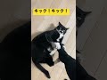 足がくさすぎて猫キックされる飼い主！