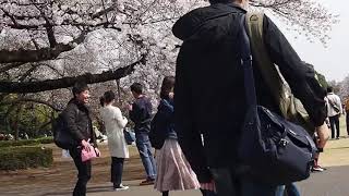 東京で桜が満開宣言　新宿御苑で桜を愛でる　今日も無料開放で大混雑　2020/3/22 11