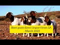 New batch of Boer goats - Direct import from South Africa to Kenya (March 2023 Group)