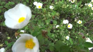 ciste à feuille de sauge - Cistus salviifolius