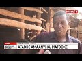 agataliikonfuufu omulimi asinga leero tukuleetedde mulimi wa matooke era mulunzi w’ente z’amata bimu