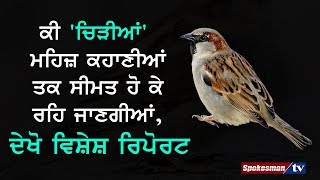 ਕੀ Sparrows ਮਹਿਜ਼ ਕਹਾਣੀਆਂ ਤਕ ਸੀਮਤ ਹੋ ਕੇ ਰਹਿ ਜਾਣਗੀਆਂ, ਦੇਖੋ ਵਿਸ਼ੇਸ਼ ਰਿਪੋਰਟ