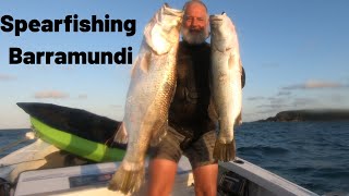 Spearfishing Barramundi