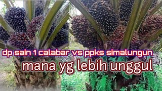 DP sain 1 calabar umur 8 thn vs PPKS Simalungun umur 5 tahun mana yang lebih unggul ( @ ) #ppks