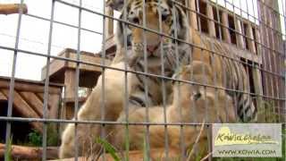 Czar and Shaumbay at Kowiachobee Animal Preserve