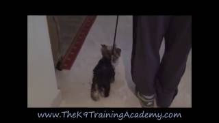 The K9 Training Academy - Maya - Basic Obedience