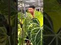 Obsessed With Anthurium Hybrids @indoaroid.official - Episode Trailer