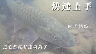 何氏棘魞(捲仔)快速入門，當紅甘操就對了(釣魚紀錄4K)