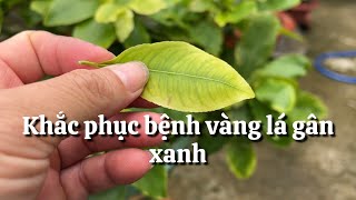 Nguyên nhân và khắc phục bệnh vàng lá gân xanh trên cây mai // 16-5 âl