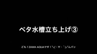 ベタ水槽立ち上げ③