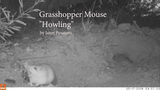 Grasshopper Mouse Howling: Trail Cam Audio/Video