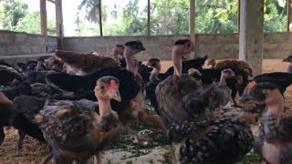 කුඩුවෙ ඉන්න ඔක්කොම කුකුල්ලු බෙලි දන්ඩන් 🐓🐔