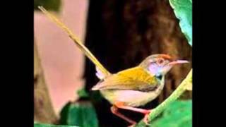 Suara Pikat Burung 1 Gereja Ciblek Prenjak