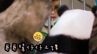 圓仔上課背影超可愛，圓仔認真……領點心|熊貓貓熊The Giant Panda Yuan Yuan and Yuan Bao|台北市立動物園