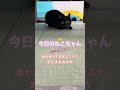 【今日のねこちゃん きゅるきゅるおめめ】猫を飼おうか迷っておられる方の参考になれば幸いです