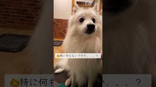 撮れ高ゼロの日もある　#japanesespitz #日本スピッツ #shorts